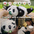 Elephant Robotics metaPanda: Gift The Touch-Responsive Stretching Robotic Pet Companion